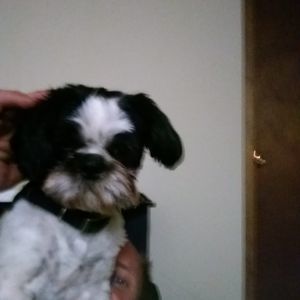 Meet your Posher, Rickie